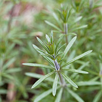 Organic Cleavers Herb