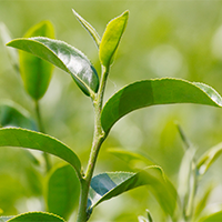 Organic Green Tea Leaf